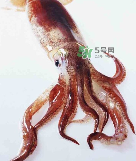 魷魚是墨魚嗎？魷魚和墨魚的區(qū)別