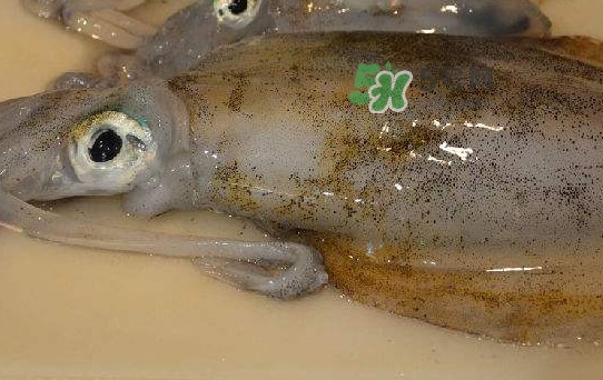 新鮮魷魚(yú)怎么保存？魷魚(yú)可以冷凍嗎