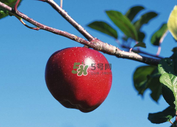 紅富士蘋果是哪里的？最好吃的蘋果排名
