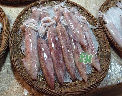 新鮮魷魚怎么處理？魷魚怎么清洗？