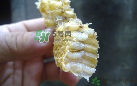 蜂蛹和枸杞能一起泡酒嗎？蜂蛹和枸杞泡酒的功效