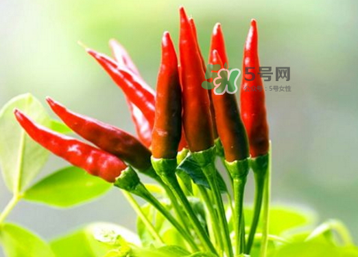 菜市場什么辣椒最辣？辣椒最辣的部分