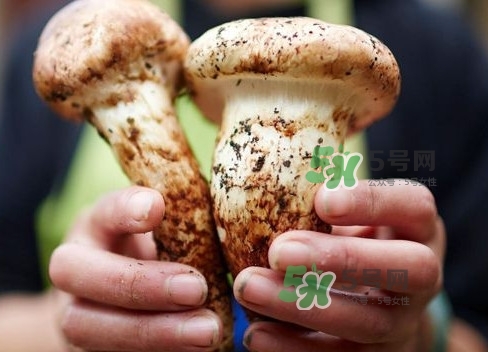 新鮮松茸用水焯嗎？新鮮松茸洗時用水浸泡嗎
