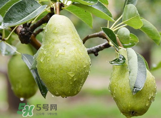 香蕉梨怎么熟的快？香蕉梨怎么變軟？