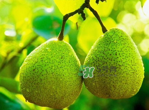 萊陽(yáng)梨什么時(shí)候成熟？萊陽(yáng)梨多少錢一斤？