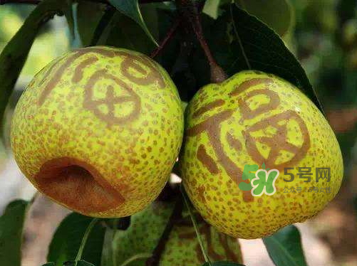 萊陽(yáng)梨什么時(shí)候成熟？萊陽(yáng)梨多少錢一斤？