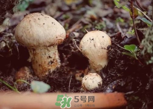 產(chǎn)婦能吃松茸嗎？哺乳期可以吃松茸嗎