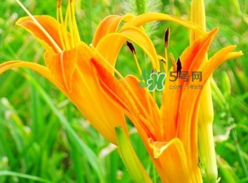黃花菜是下奶的嗎？黃花菜是發(fā)奶的嗎