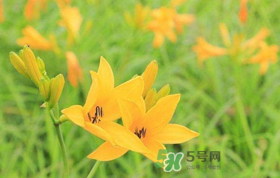 黃花菜是酸性還是堿性？黃花菜是熱性還是涼性