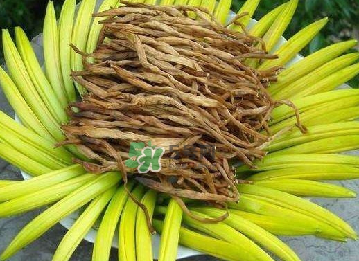 黃花菜是忘憂草嗎？黃花菜是不是金針菜