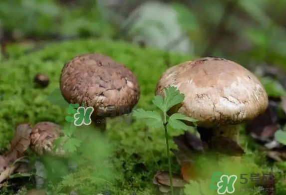 新鮮松茸用水焯嗎？新鮮松茸洗時用水浸泡嗎