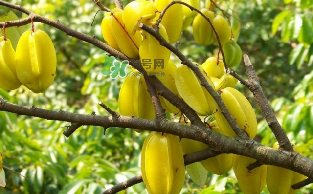 楊桃是什么季節(jié)的水果？楊桃怎么吃營養(yǎng)價值最高？