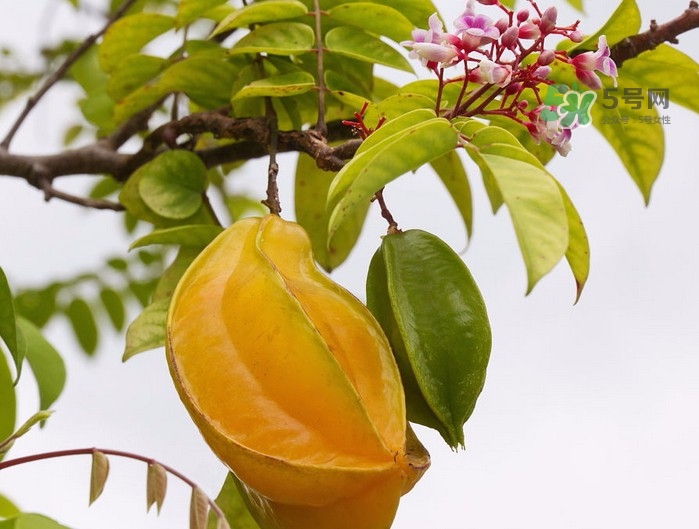 月經(jīng)期可以吃楊桃嗎？月經(jīng)期可以吃什么水果？