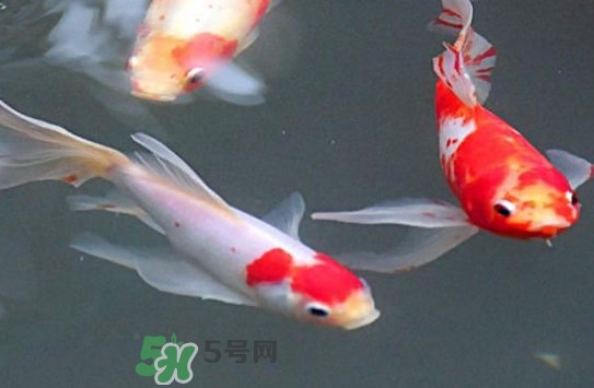 錦鯉多少錢(qián)一條？錦鯉怎么養(yǎng)不容易死