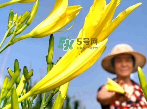 黃花菜是下奶的嗎？黃花菜是發(fā)奶的嗎