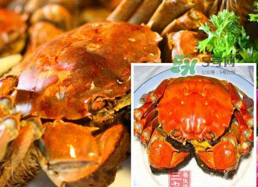 紅印蟹怎么回事？紅印蟹有什么不同？