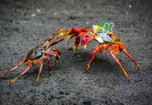 紅印蟹怎么回事？紅印蟹有什么不同？
