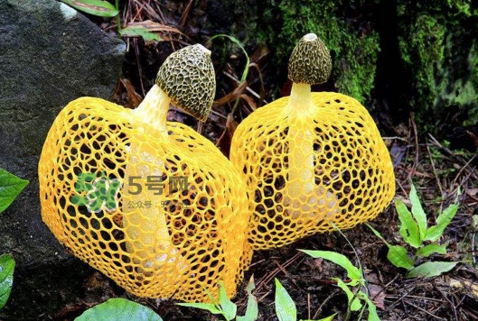 新鮮竹蓀怎么清洗？新鮮竹蓀怎么處理