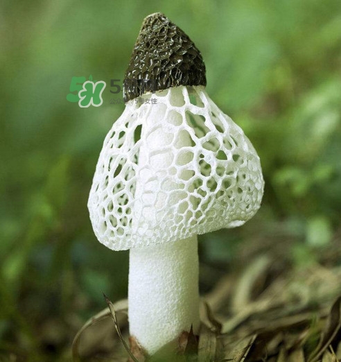 竹蓀黑色菌蓋能吃嗎？竹蓀食用禁忌是什么