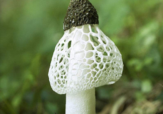 竹蓀什么季節(jié)最多？竹蓀不能和什么一起吃
