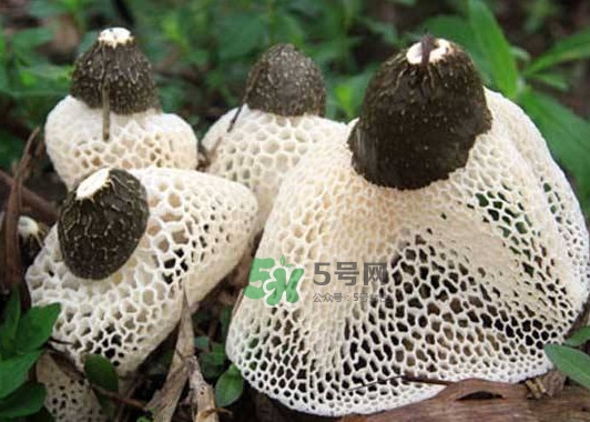 竹蓀是發(fā)物嗎？竹蓀是涼性的嗎