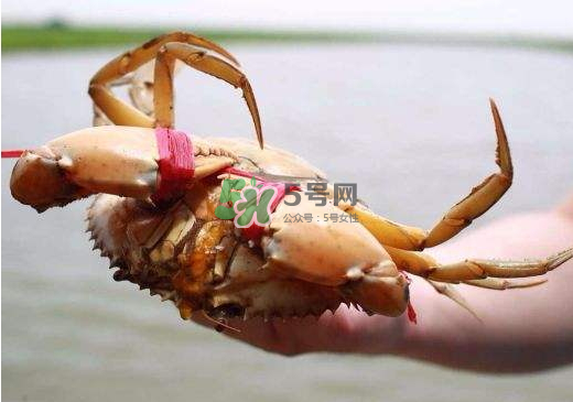 黃油蟹什么季節(jié)吃最好？黃油蟹產(chǎn)地