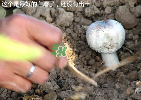 白蘑菇是什么種類？白蘑菇怎么洗才洗得干凈