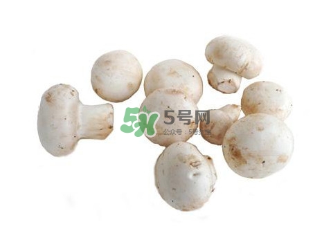 口蘑是什么蘑菇？口蘑長(zhǎng)什么樣子？