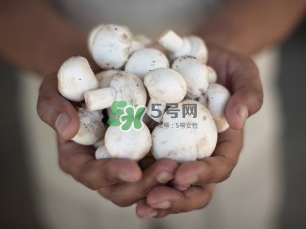 口蘑是發(fā)物嗎？口蘑是白蘑菇嗎