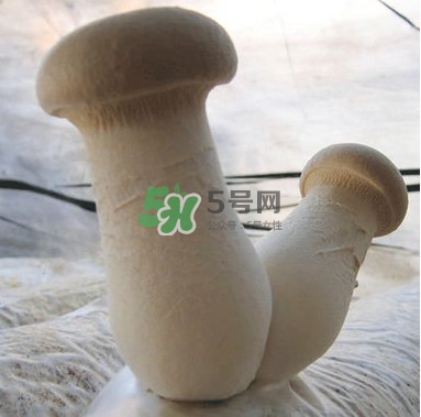 杏鮑菇是發(fā)物嗎？杏鮑菇怎么切好看