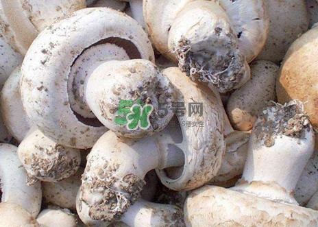 口蘑是什么蘑菇？口蘑長(zhǎng)什么樣子？