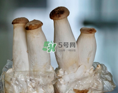 杏鮑菇怎么清洗？杏鮑菇怎么保存