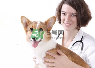 孕婦能養(yǎng)狗嗎？孕婦養(yǎng)狗注意事項