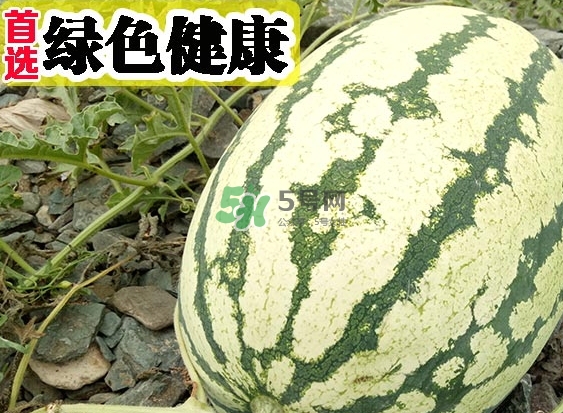 石頭瓜什么時候上市？石頭瓜多少錢一斤？