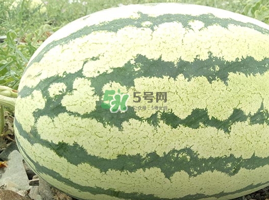 石頭瓜什么時候上市？石頭瓜多少錢一斤？