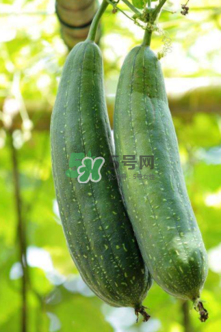 秋天吃絲瓜掉頭發(fā)嗎？秋天吃絲瓜愛掉頭發(fā)是真的嗎？