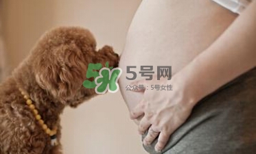 孕婦不能養(yǎng)寵物嗎？為什么孕婦不能養(yǎng)寵物？