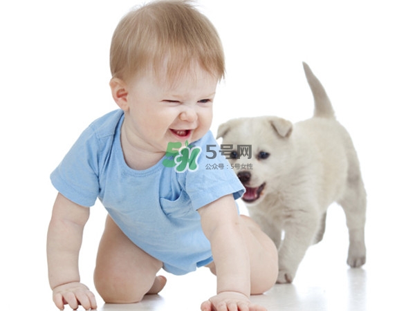 孕婦能養(yǎng)狗嗎？孕婦養(yǎng)狗注意事項
