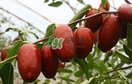 秋季吃什么水果最好？秋季常吃什么水果比較好？
