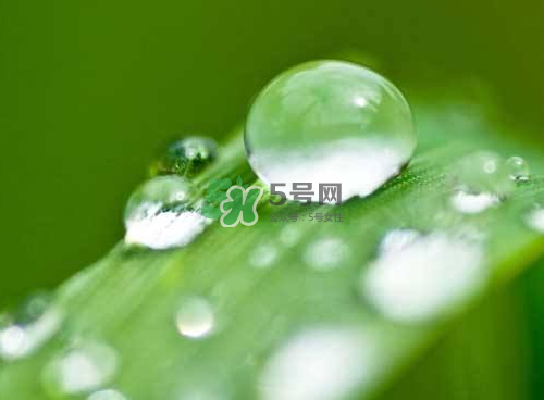 白露可以種什么菜？白露過后能種植什么蔬菜？