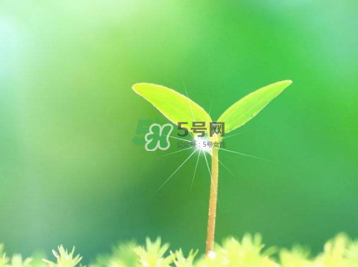 白露可以種什么菜？白露過后能種植什么蔬菜？