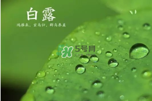 白露可以種什么菜？白露過后能種植什么蔬菜？