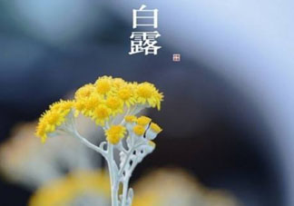 白露可以種什么菜？白露過后能種植什么蔬菜？