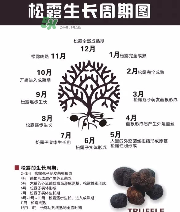 松露是什么樣子的？松露是怎么形成的
