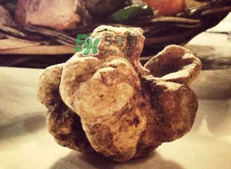 世界上評(píng)價(jià)較高的松露品種是什么？白松露和黑松露哪個(gè)好