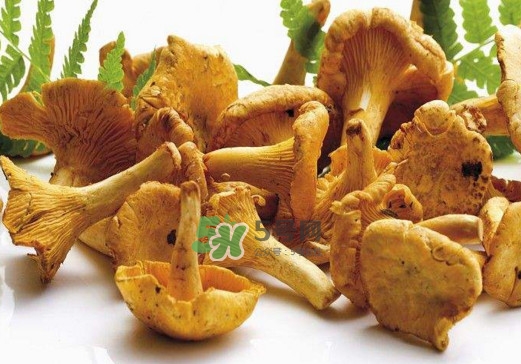 雞油菌怎么做好吃？雞油菌怎么吃