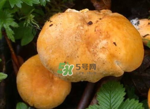 新鮮雞油菌怎么保存？干雞油菌怎么保存