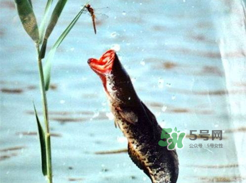 九月份可以釣黑魚嗎？9月份可以釣黑魚嗎？