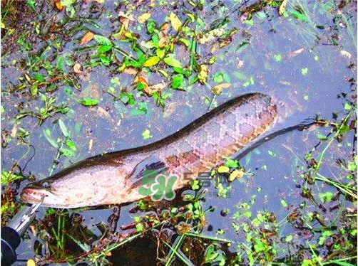 九月份可以釣黑魚嗎？9月份可以釣黑魚嗎？
