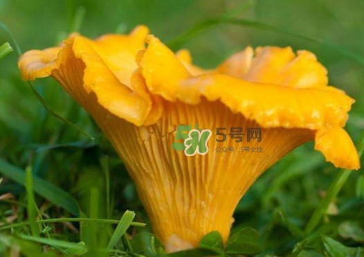 雞油菌是寒性的嗎？雞油菌是發(fā)物嗎